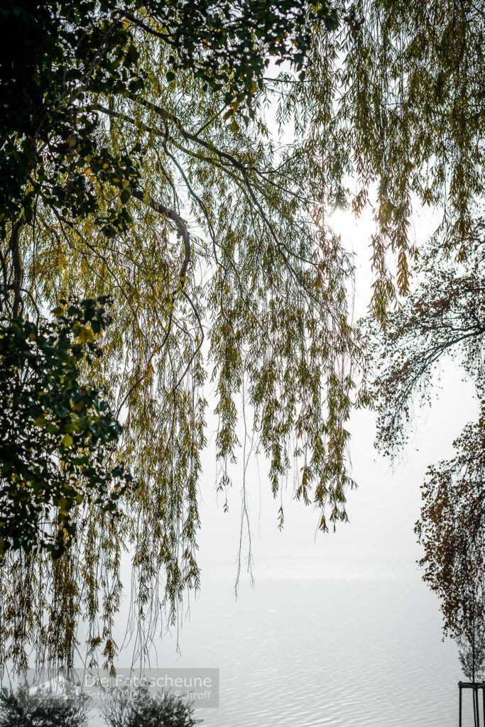 Trauerweide auf der Mettnau am Bodensee im Herbst