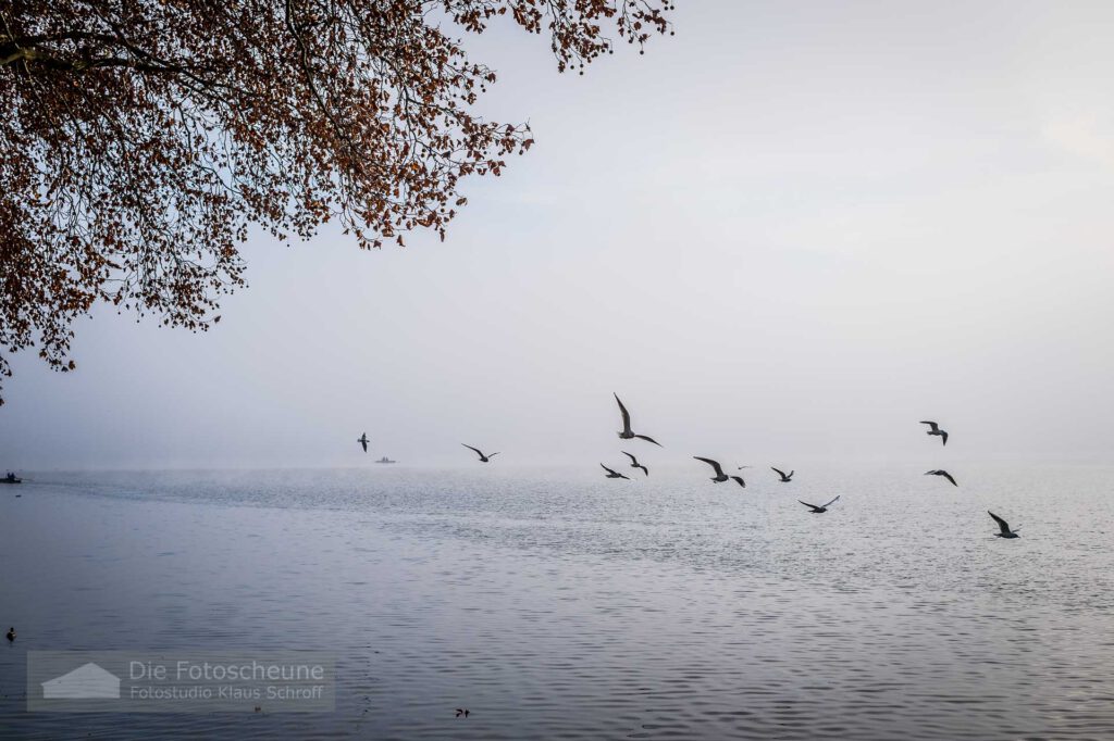 Herbststimmung Wasservögel vor der Mettnau