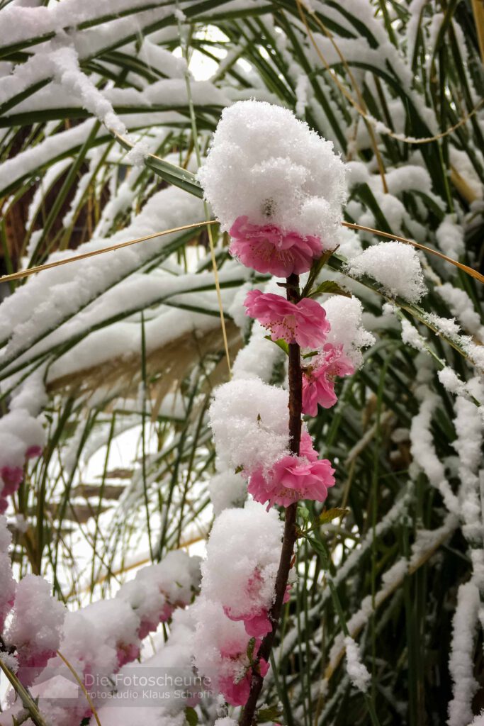 Blüten und Schnee