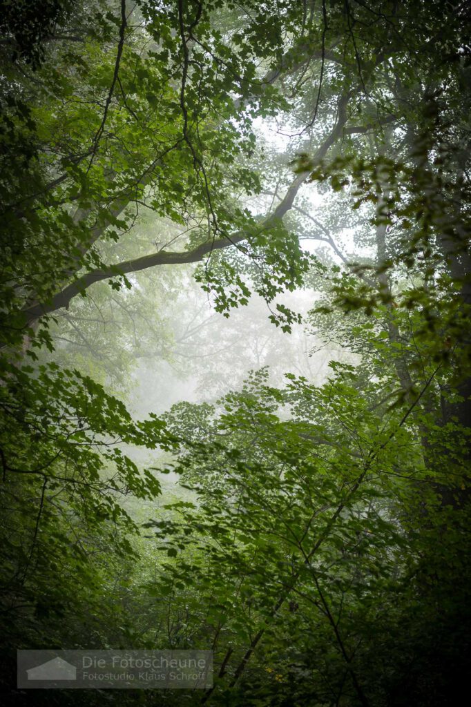 Bannwald auf dem Hohentwiel