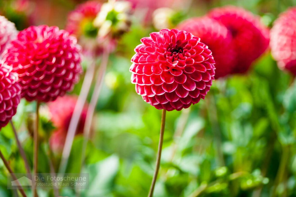 Dahlienblüte auf der Mainau im Herbst