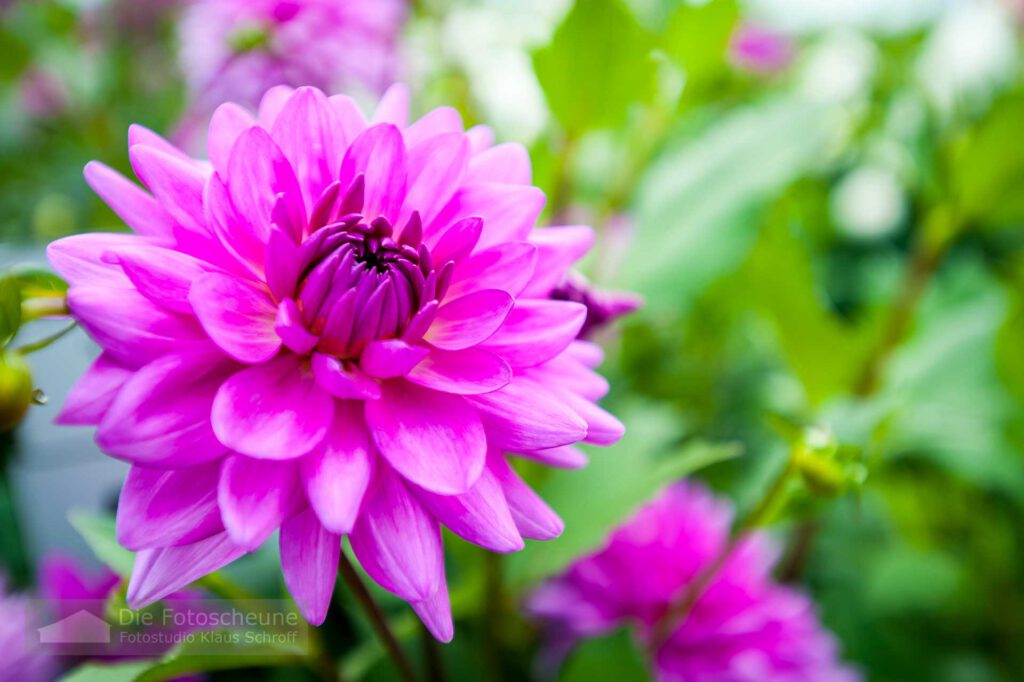 Dahlienblüte auf der Blumeninsel