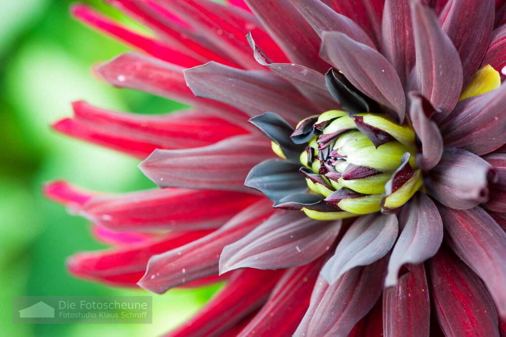 Dahlienbllüte auf der Mainau