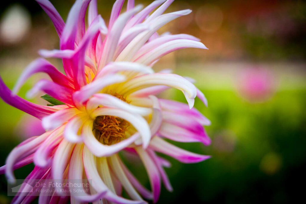 Dahlienbllüte auf der Insel Mainau