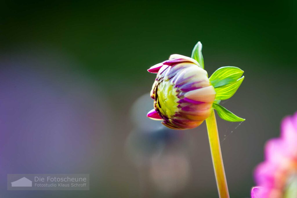 Dahlien auf der Blumeninsel