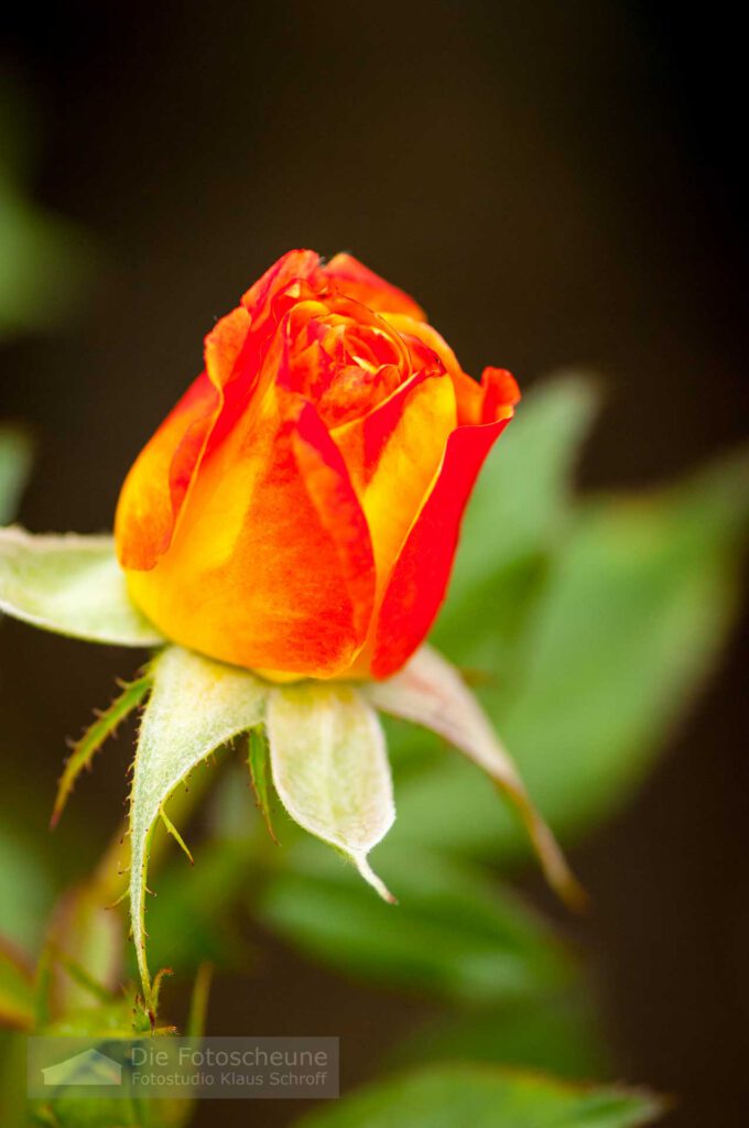 Rose auf der Blumeninsel Mainau