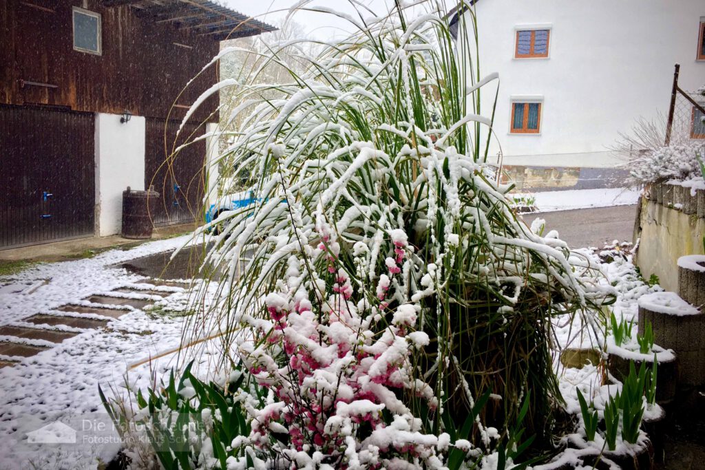 Schneefall zum Frühlingserwachen